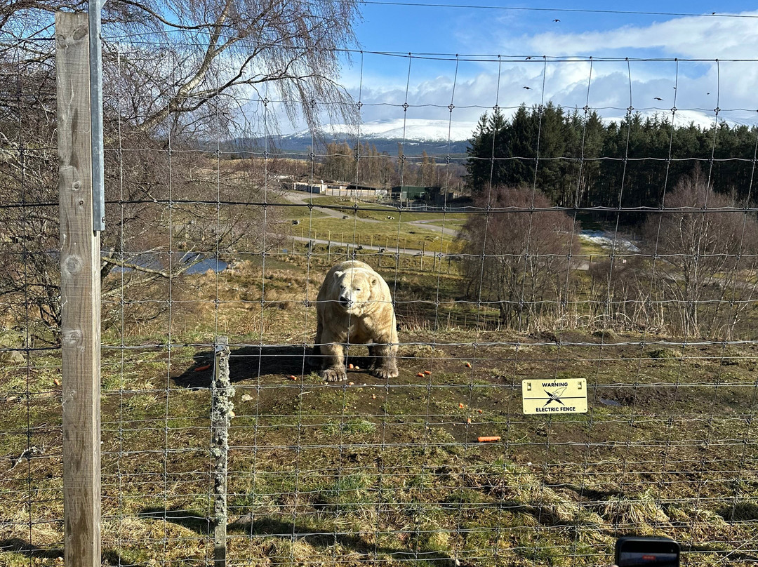 Highland Wildlife Park-Kincraig必去景点