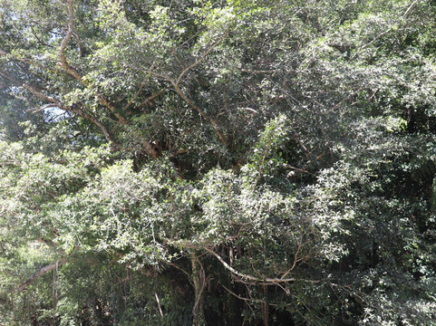 Arangachi's Banyan Tree-宇检村必去景点