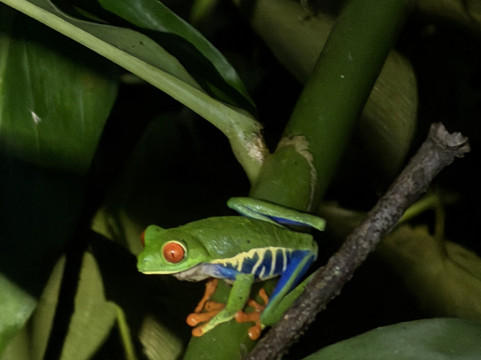 WAKING DREAMS COSTA RICA-圣何塞必去景点