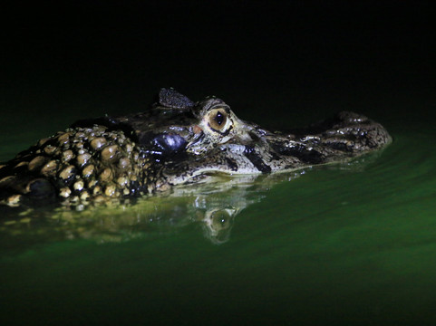 Selva Verde Tours-Misahualli必去景点