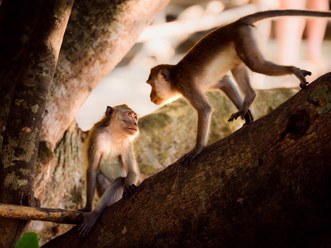 Monkey Trail-奥南必去景点
