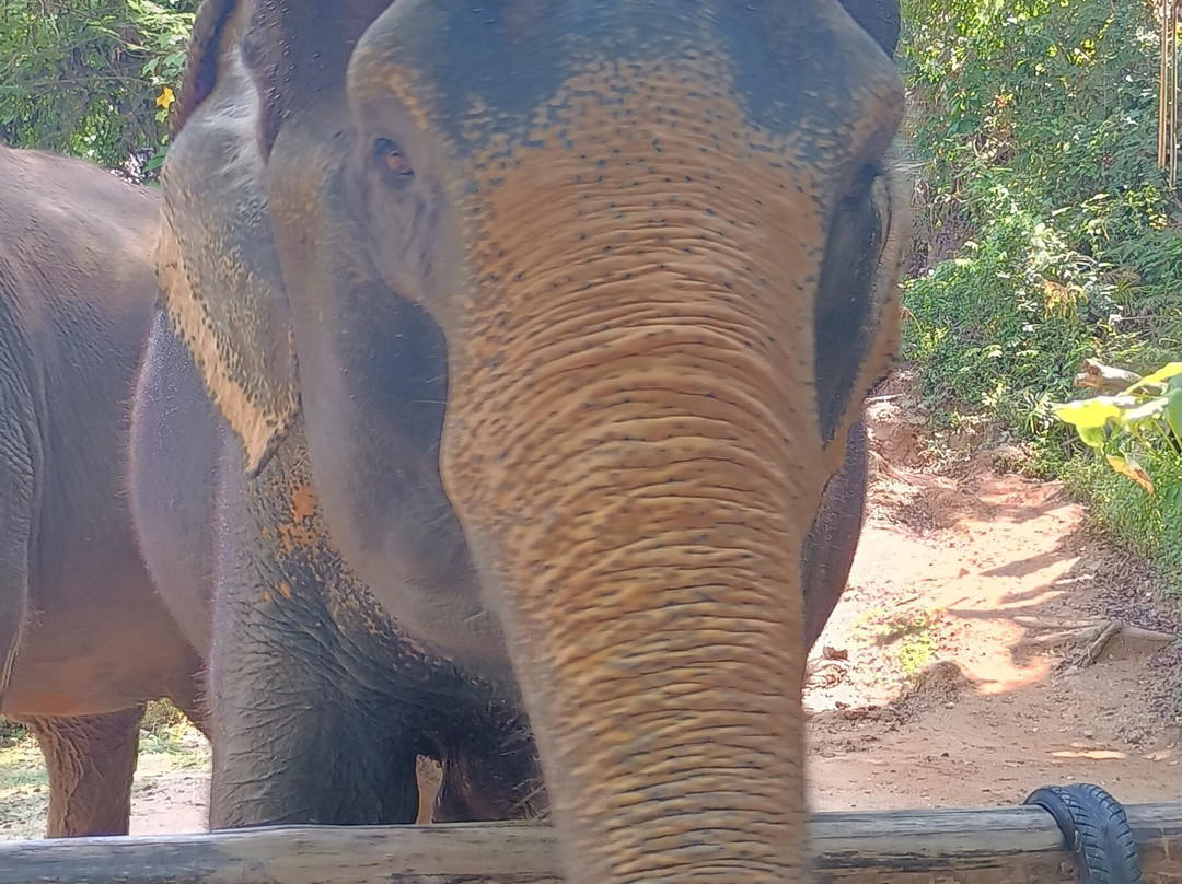 Hidden Forest Elephant Reserve-查龙必去景点