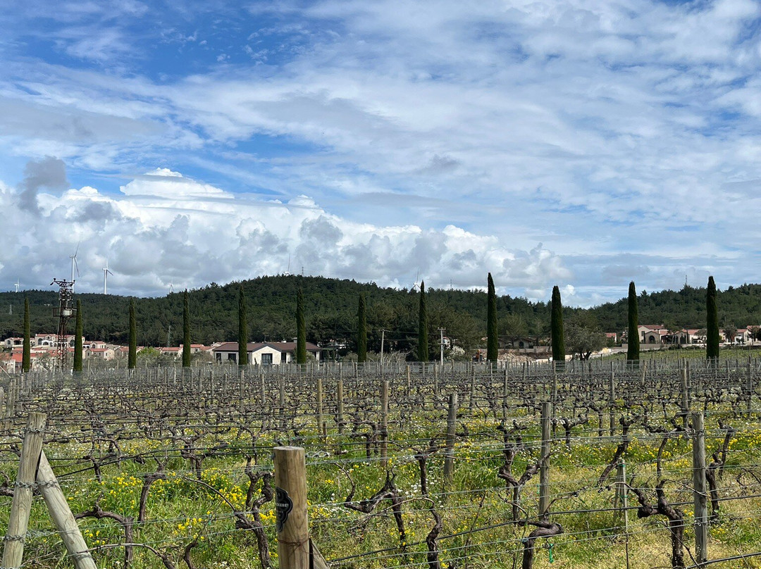 Urla Winery-Urla必去景点