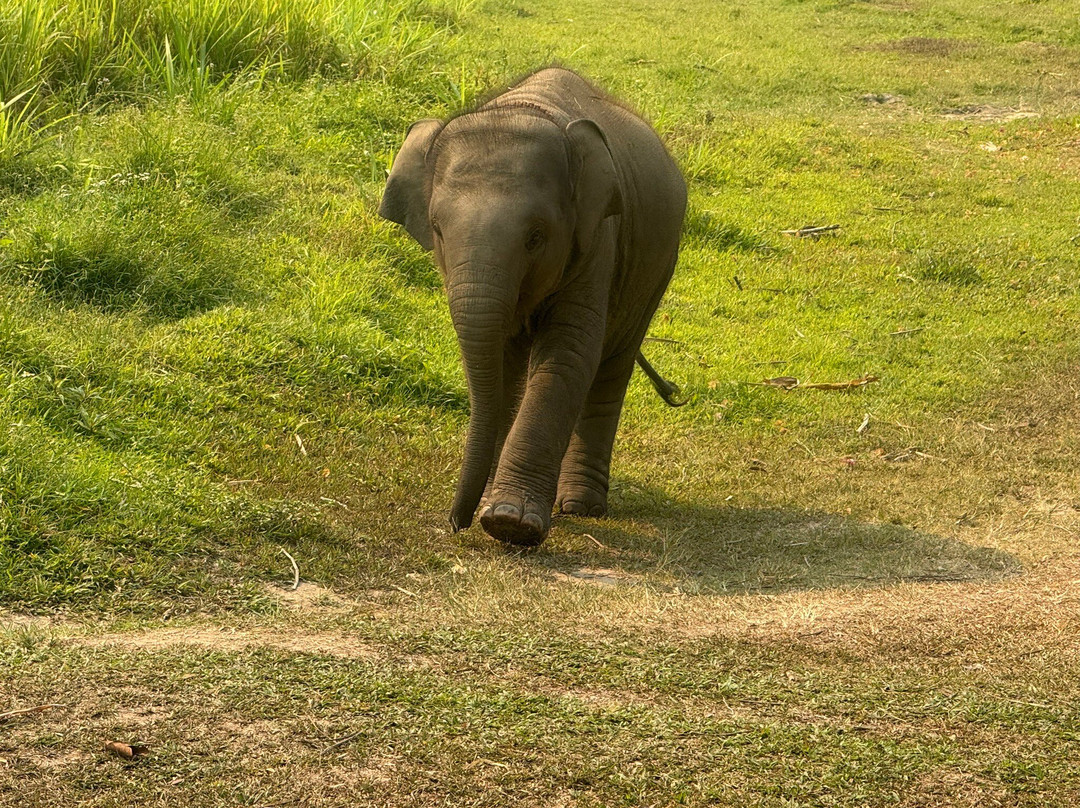 Chiangmai Elephant Heritage-清迈必去景点