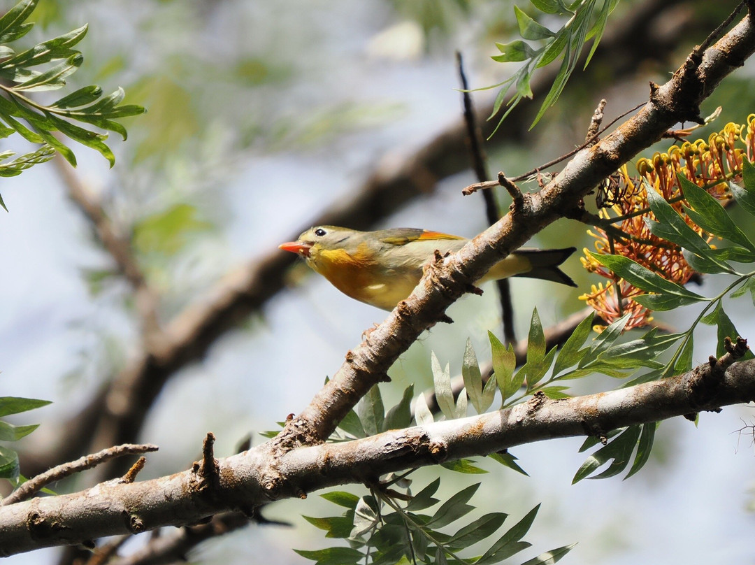 Kona Cloud Forest Sanctuary-凯鲁瓦-柯纳必去景点