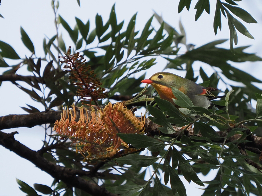 Kona Cloud Forest Sanctuary-凯鲁瓦-柯纳必去景点
