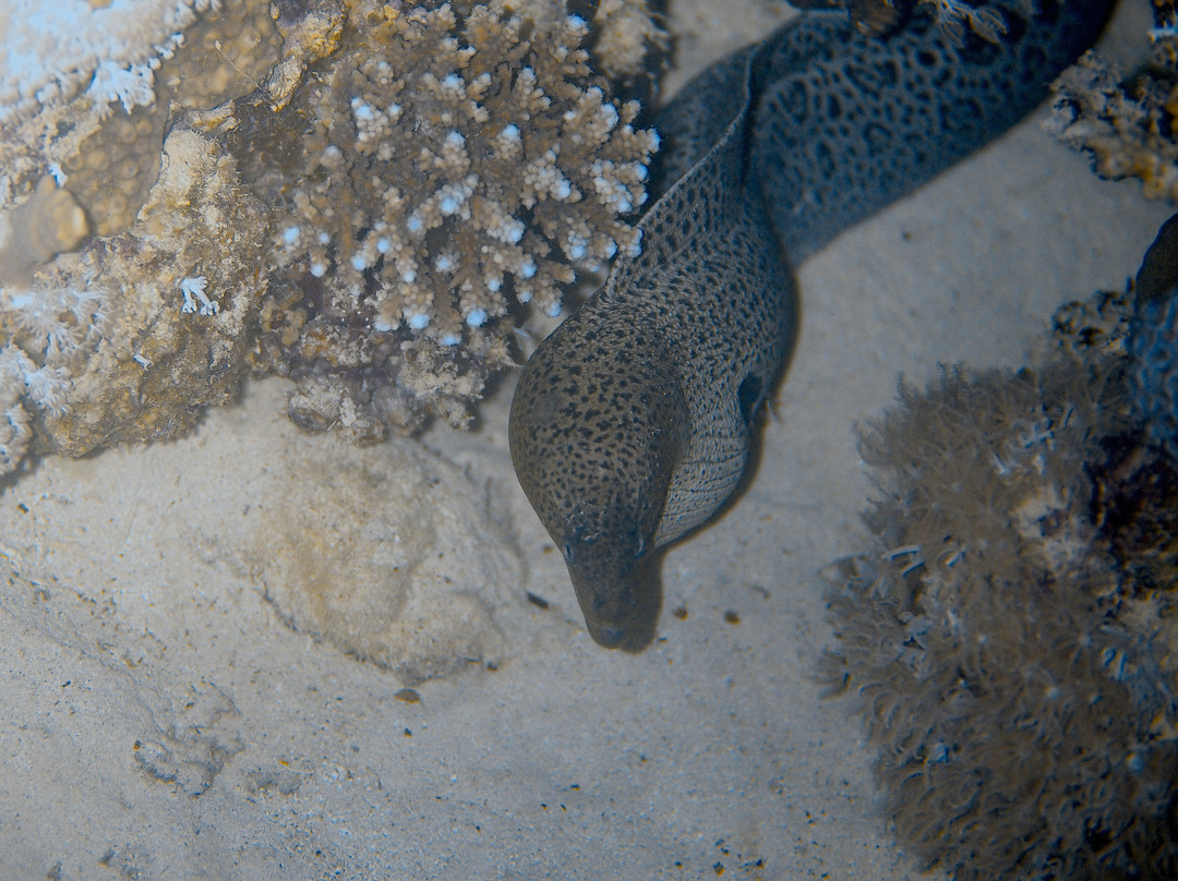 Extra Divers Worldwide El Quseir-艾尔可西利亚必去景点