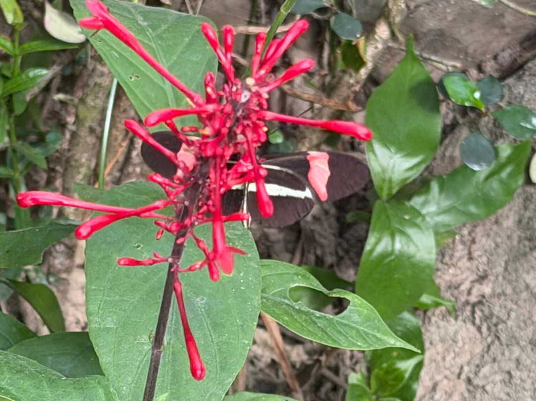 Uvita Waterfall-乌维塔必去景点