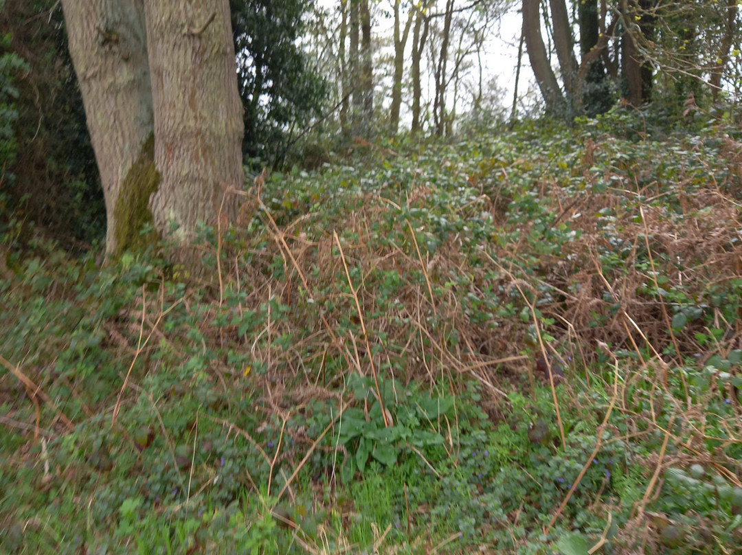 Cassiobury Park-沃特福德必去景点