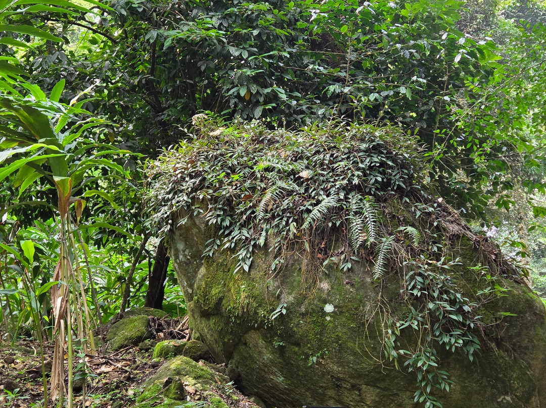 蒙纳大树酒店主图