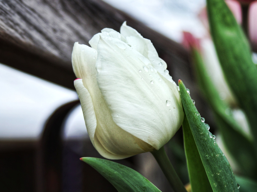 Tulleys Tulip Garden - Warwickshire-沃里克必去景点