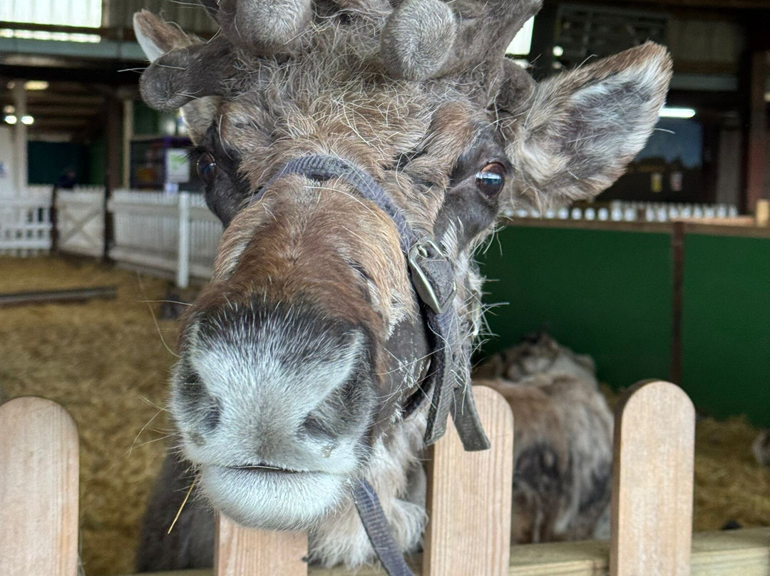 The Reindeer Centre-Bethersden必去景点