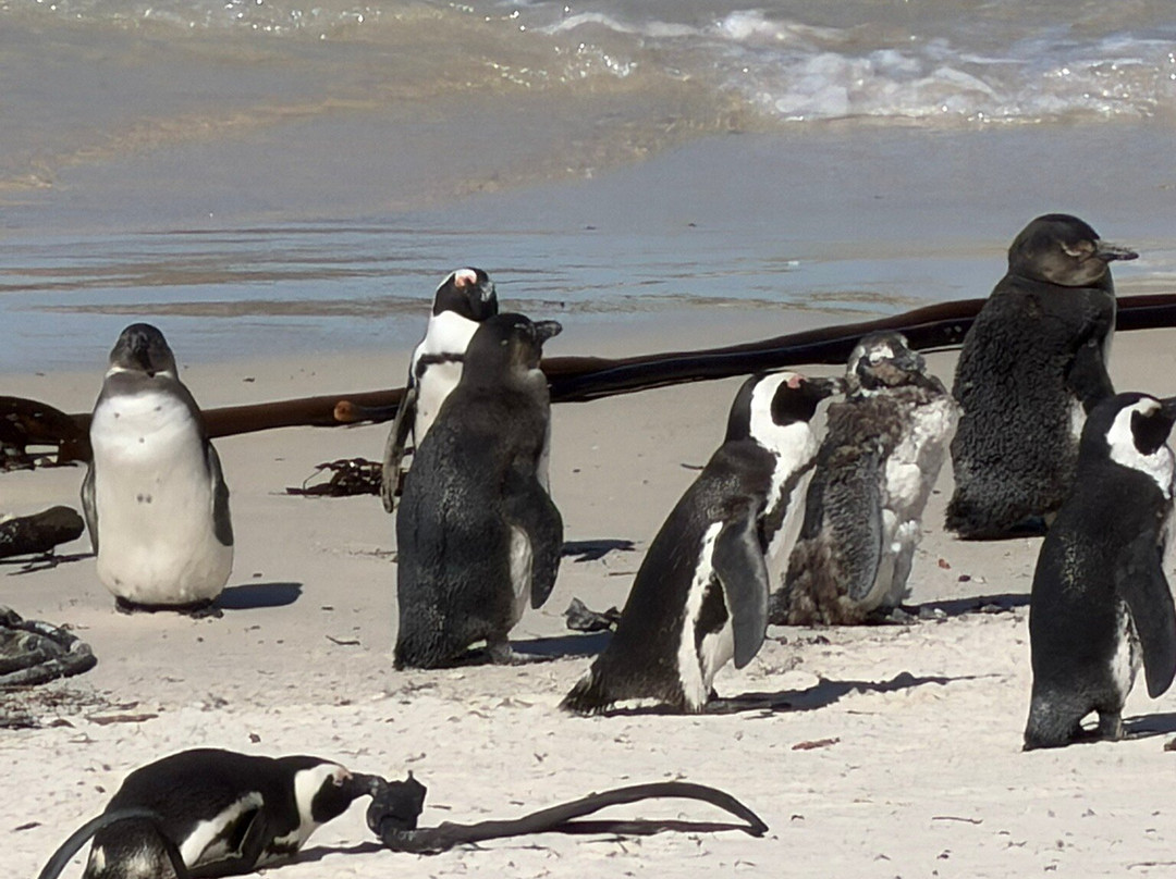 Boulders Beach Penguin Colony-西门镇必去景点