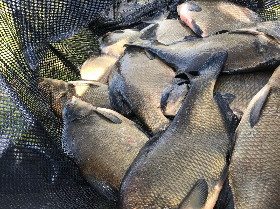 Esthwaite water trout fishery-Hawkshead必去景点