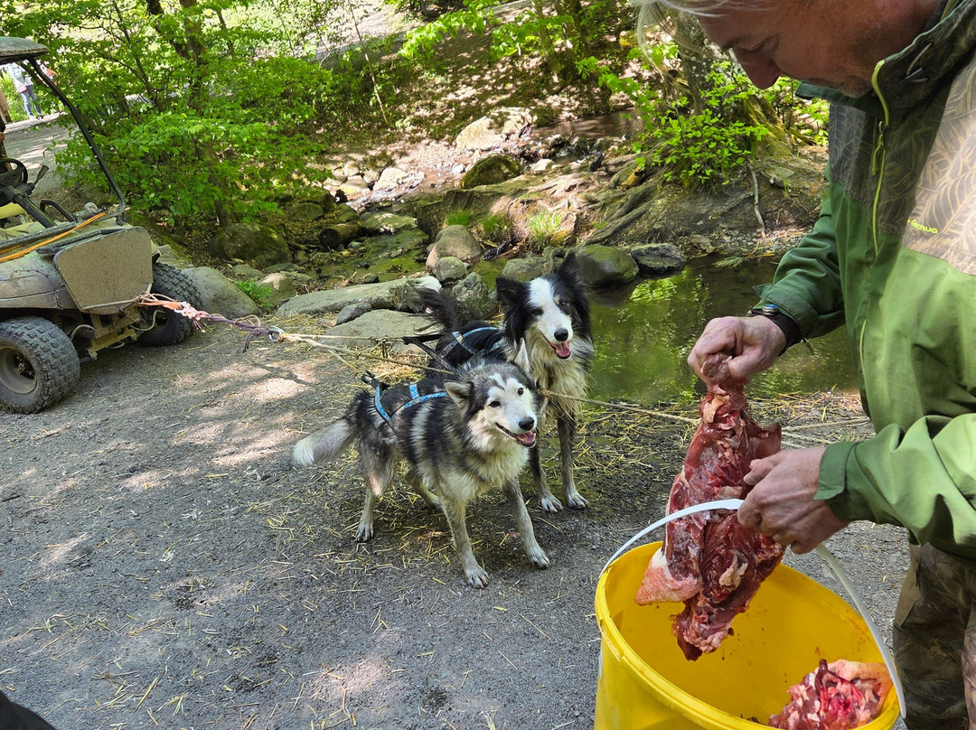 Dog sled tour  Mátrafüred-马特劳菲赖德必去景点
