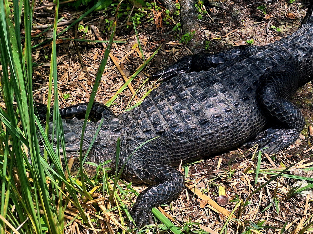 Everglades Swamp Tours-Everglades Wildlife Management Area必去景点