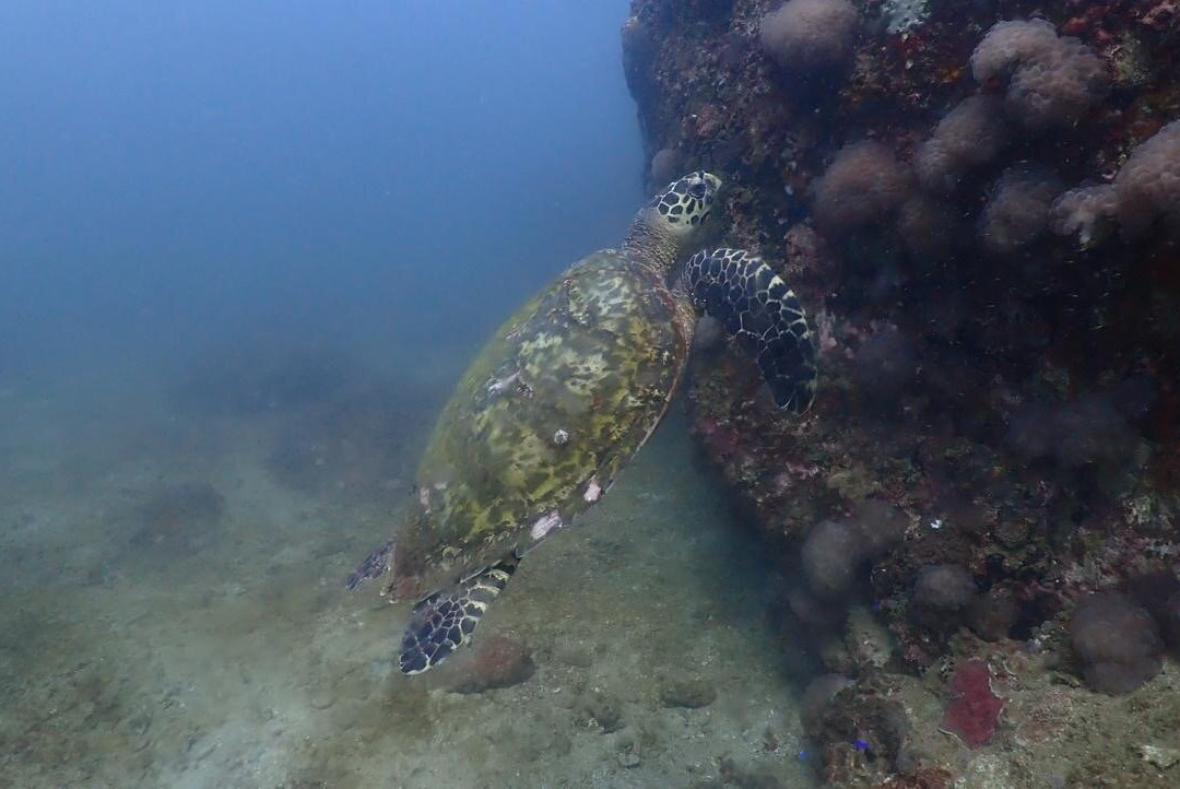 Epic Ocean Adventures-Trincomalee必去景点