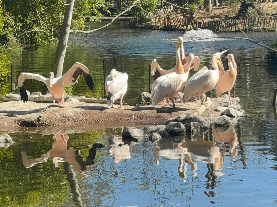 Zoo de Lille-里尔必去景点