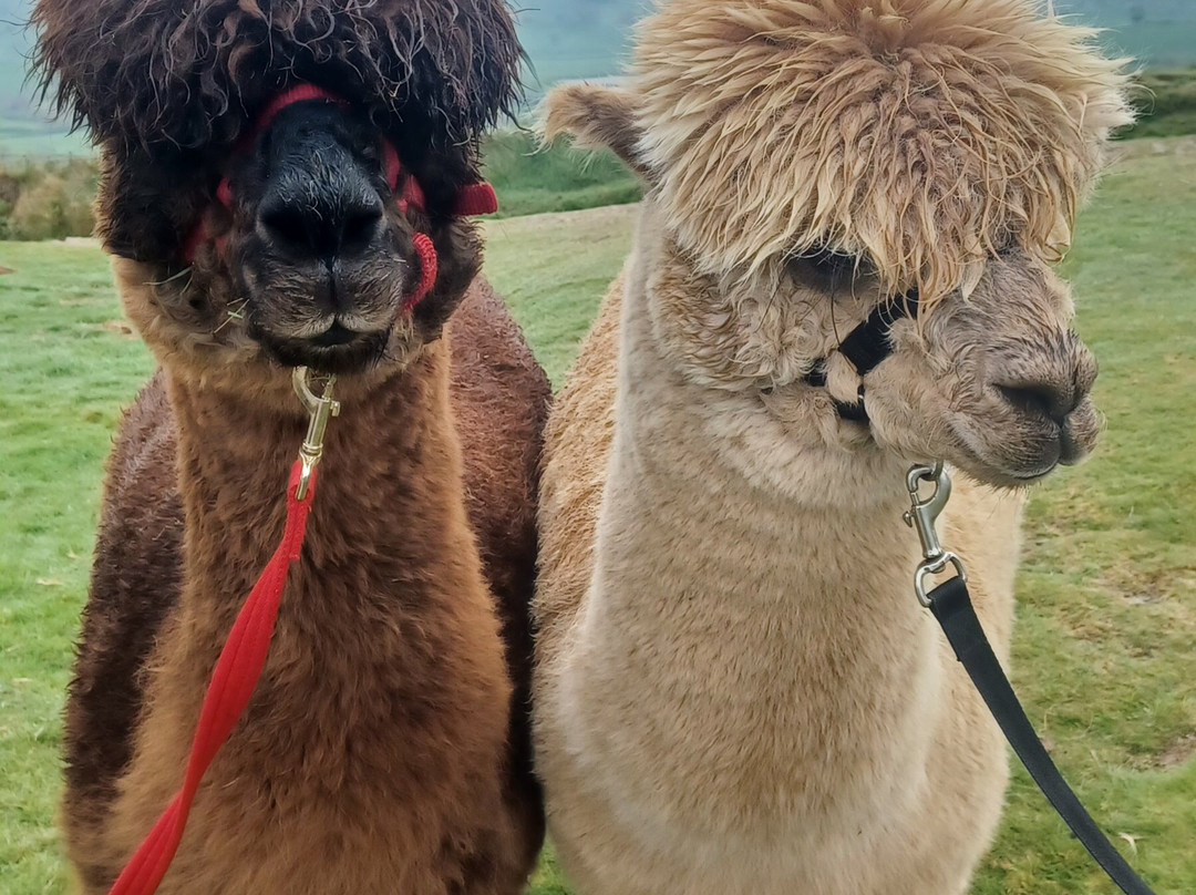 Wreay Syke Alpacas-肯德尔必去景点