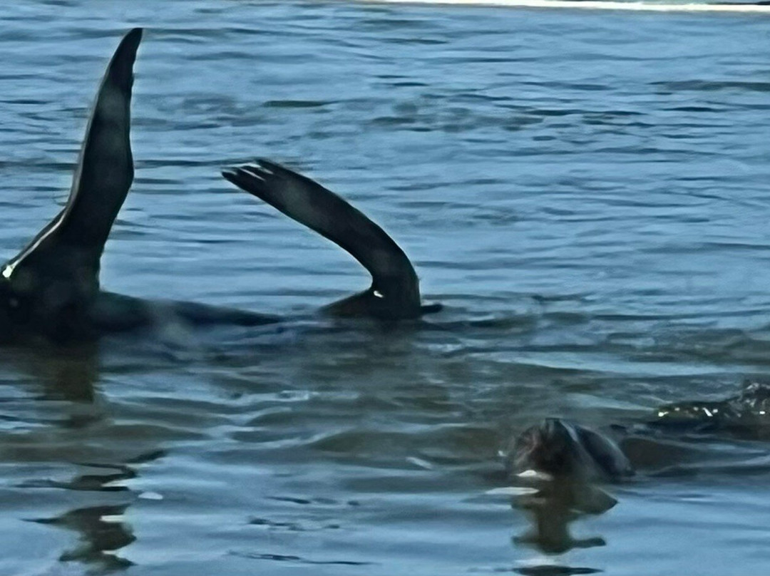 Spirit of the Coorong Cruises-Goolwa必去景点