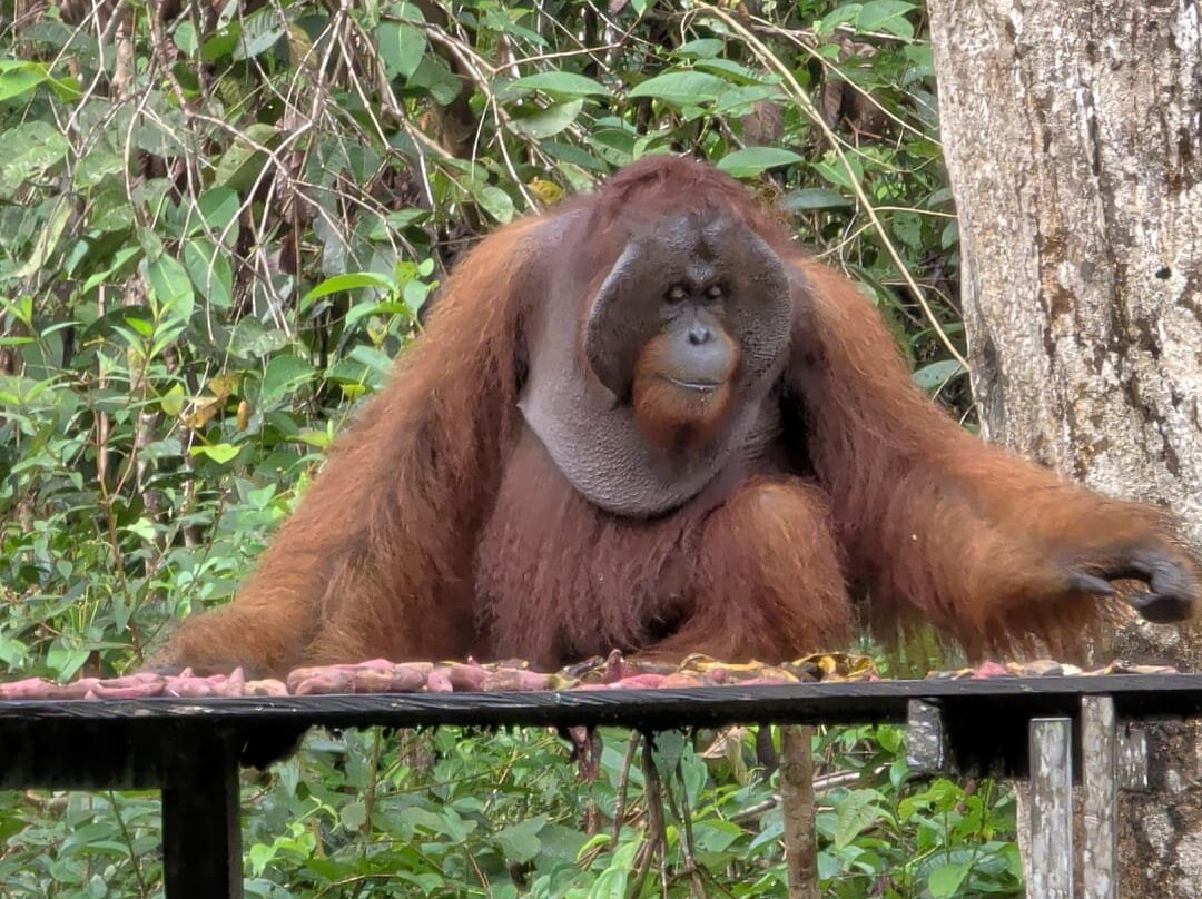 Guia En Borneo-Pangkalan Bun必去景点