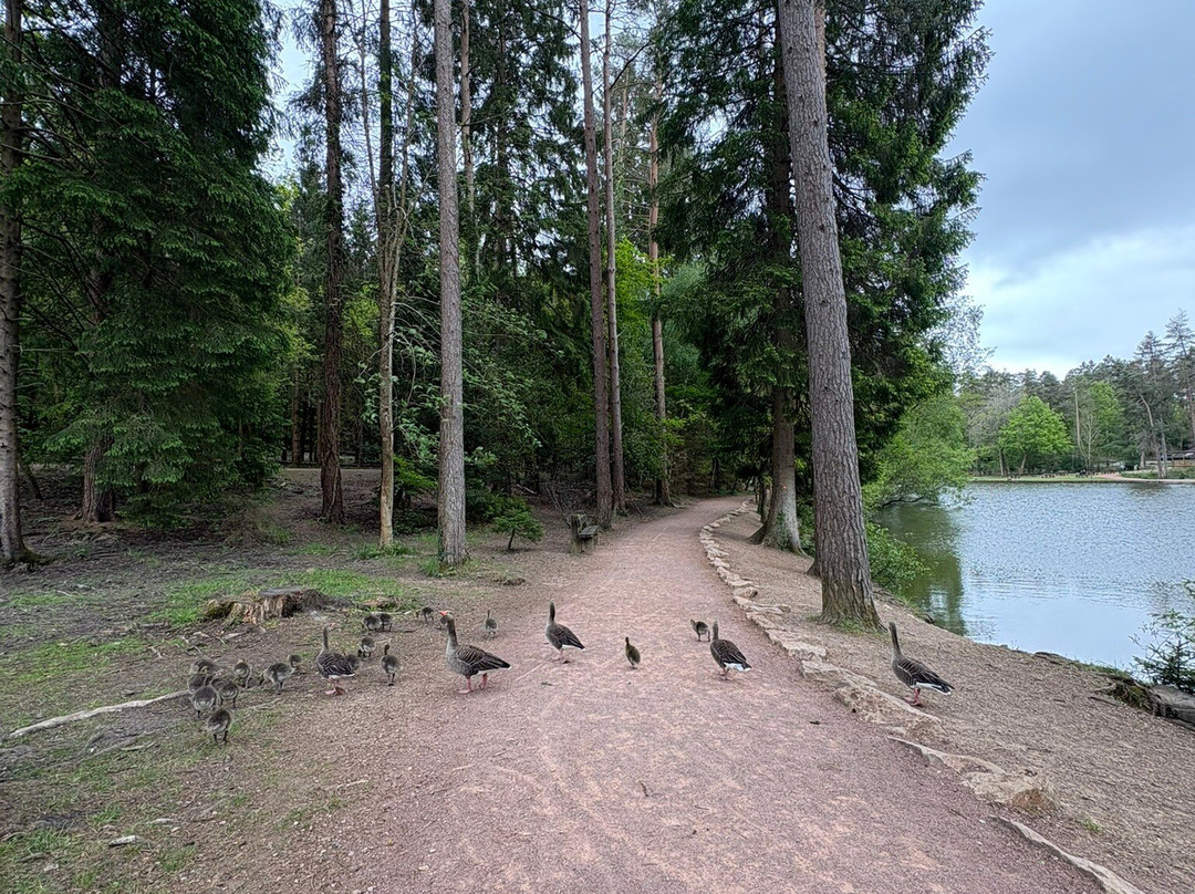 Mallards Pike-Cinderford必去景点