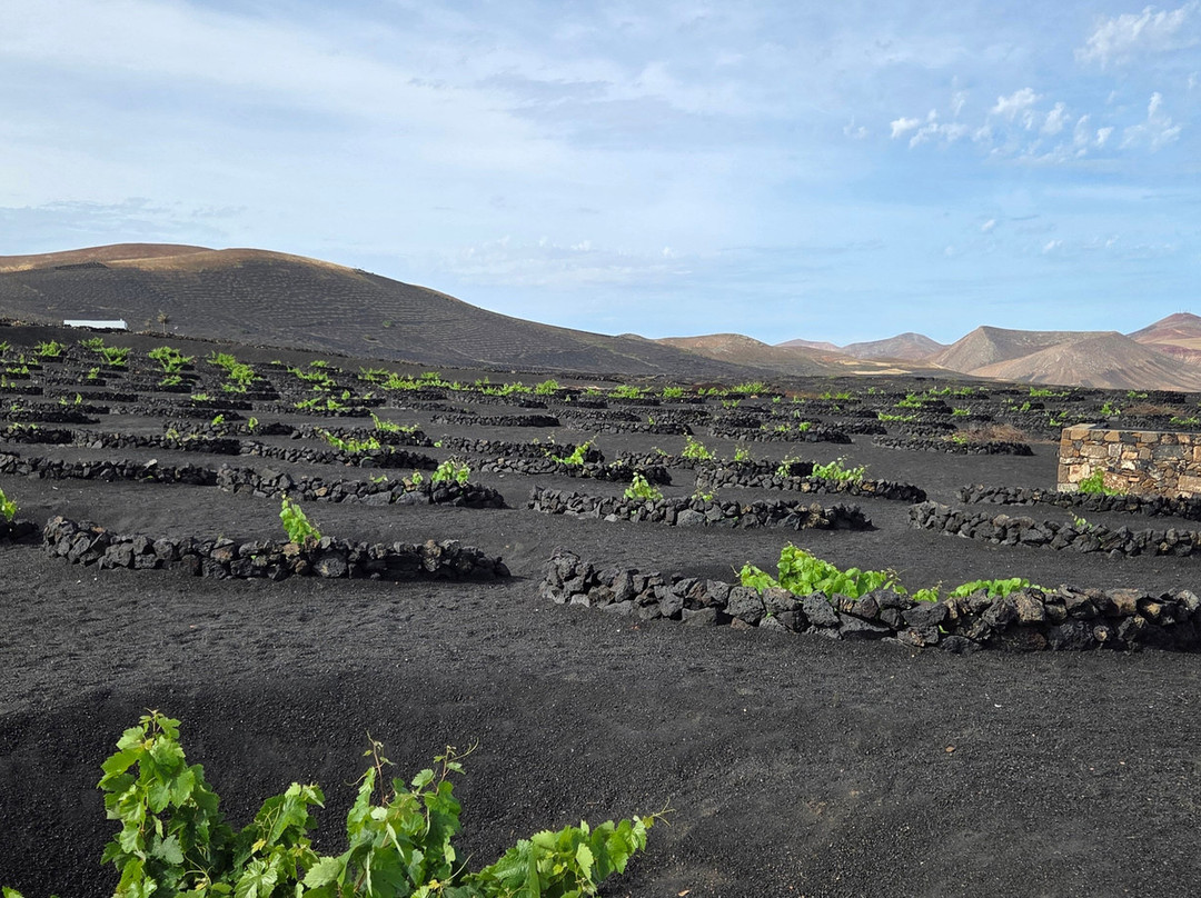 Wine Tours Lanzarote-卡门港必去景点