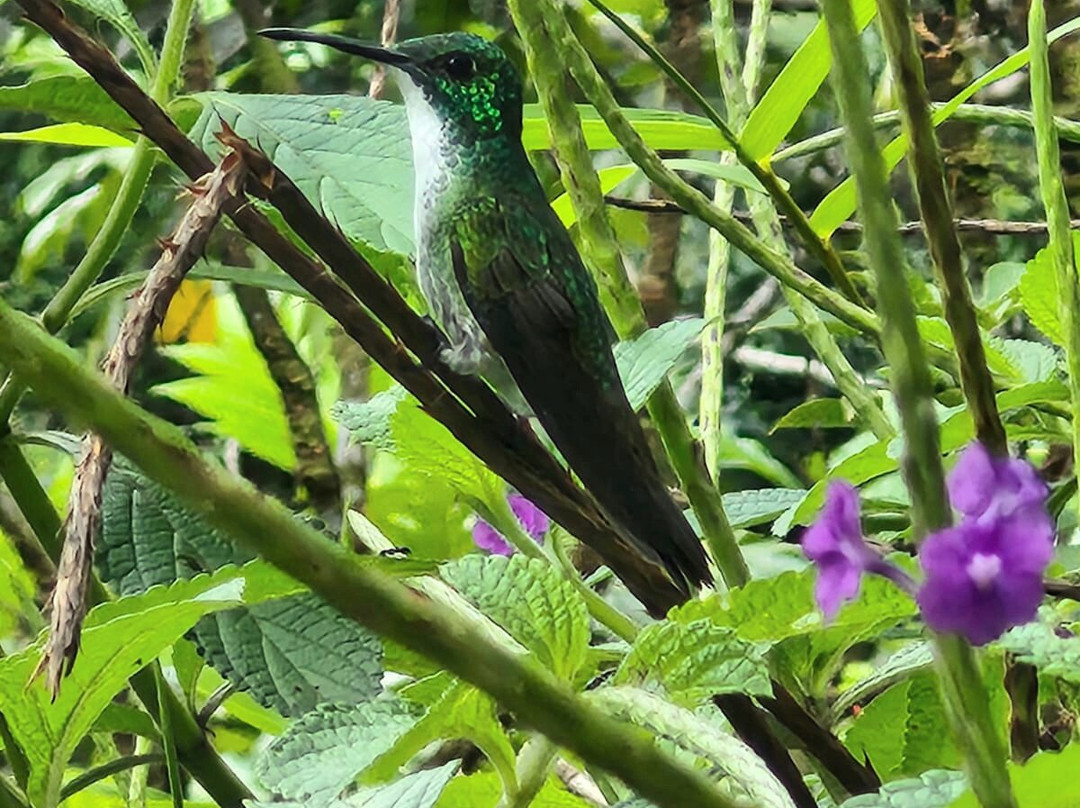 Bajnath's Estate Hummingbird Sanctuary-Matura必去景点