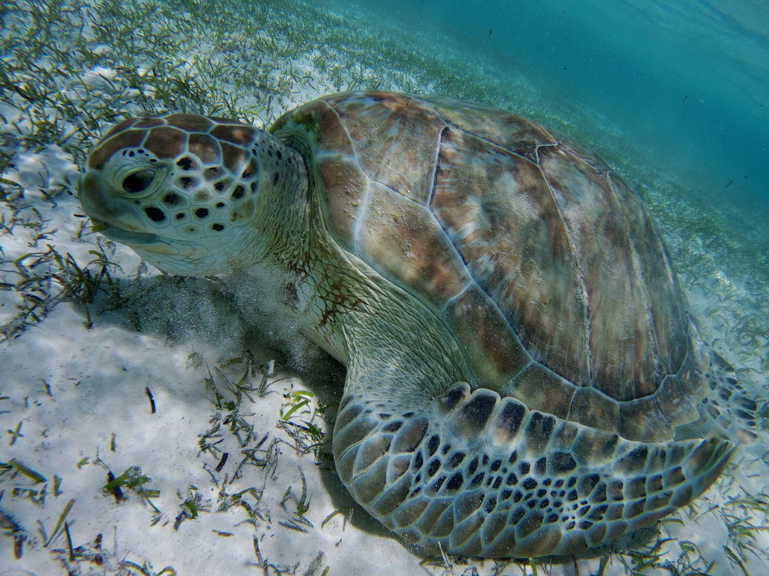 Marsa Alam Tours-马萨阿拉姆必去景点