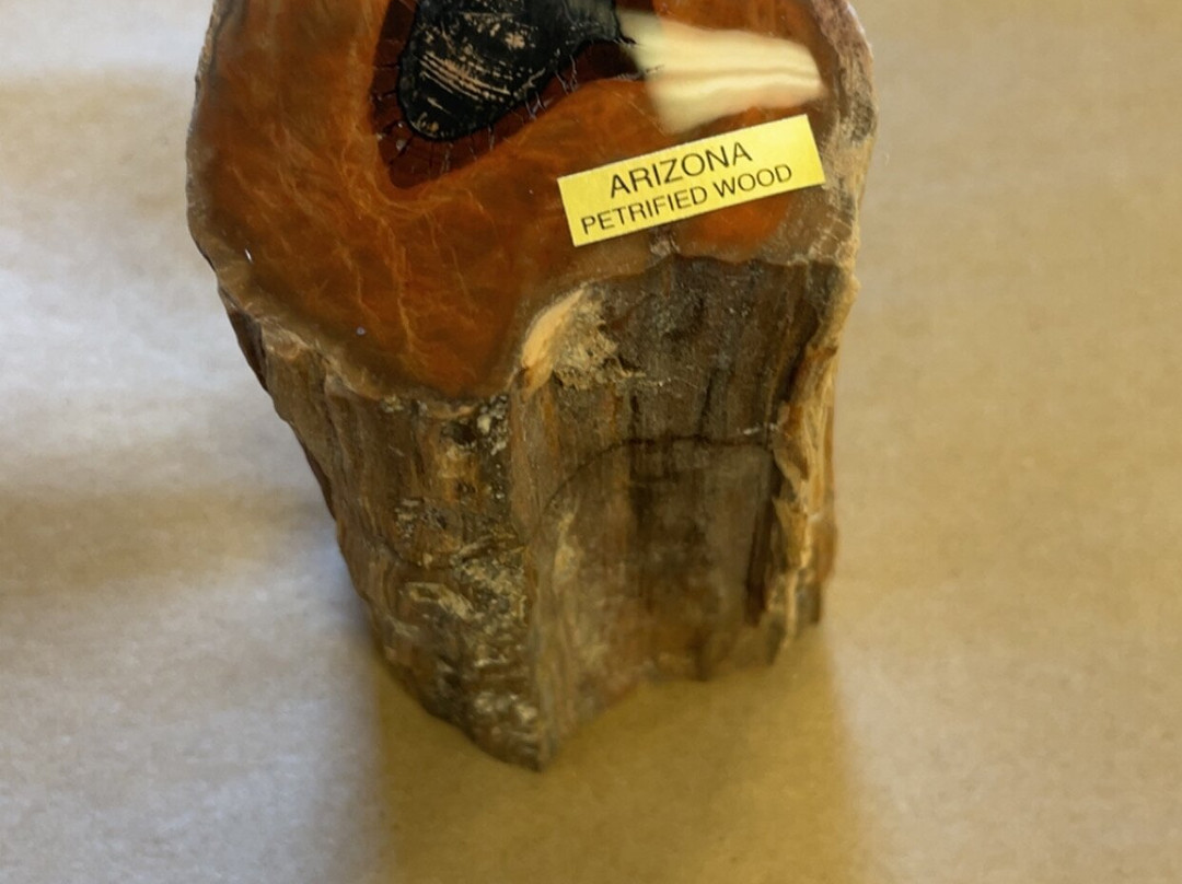 Jim Gray's Petrified Wood Co.-霍尔布鲁克必去景点