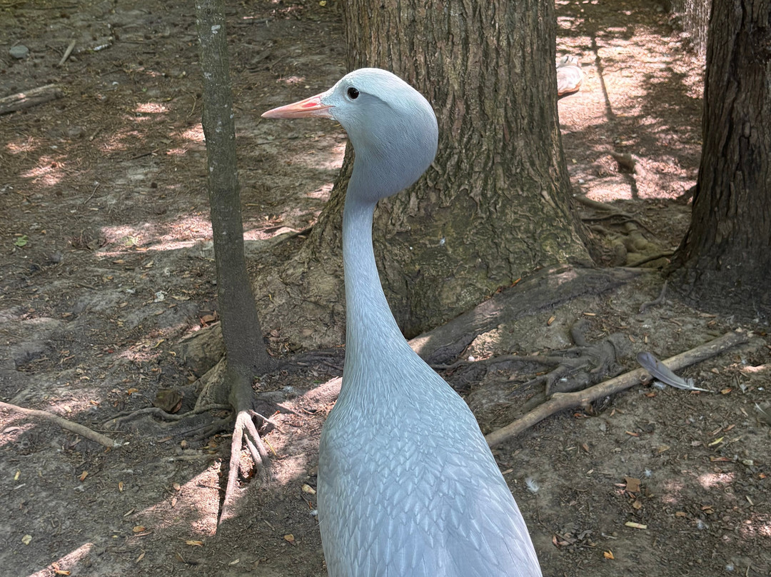 Sylvan Heights Bird Park-Scotland Neck必去景点