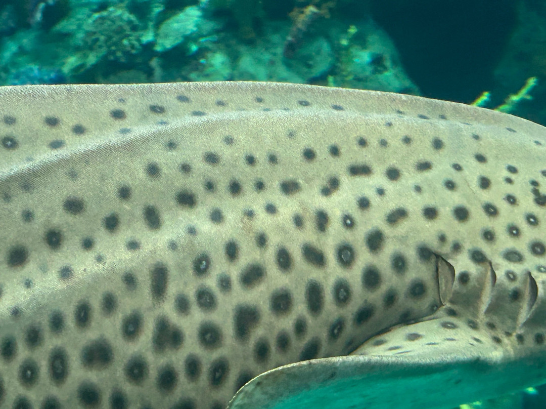 太平洋水族馆-长滩必去景点