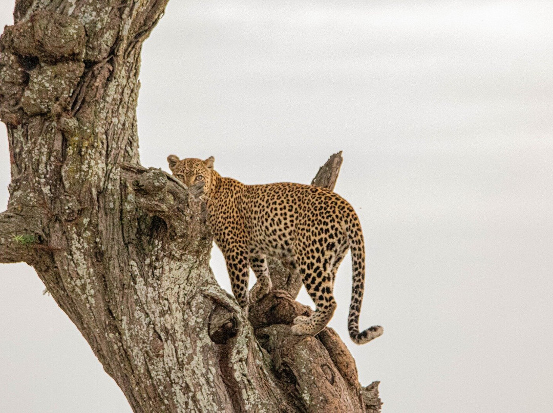 Regal African Safaris-Usa River必去景点