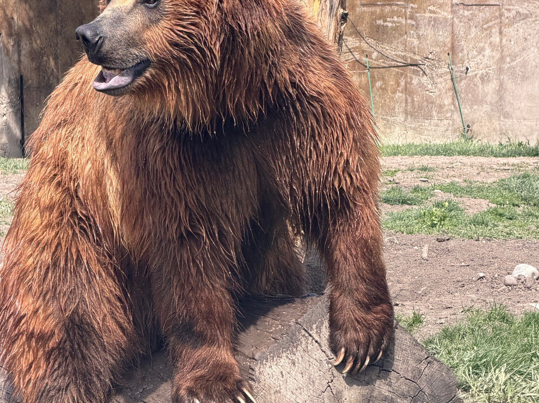 Montana Grizzly Encounter-博兹曼必去景点