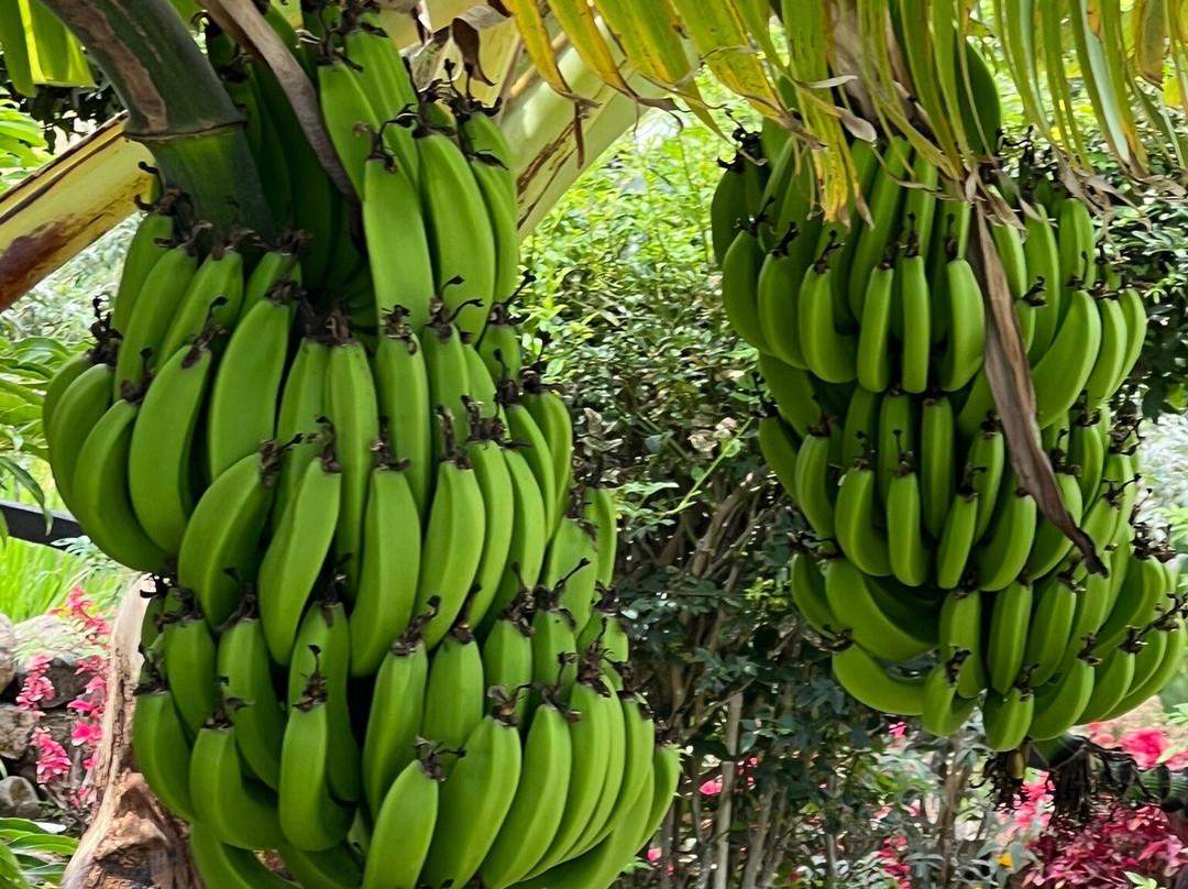 Panama Relocation Tours-波魁特必去景点