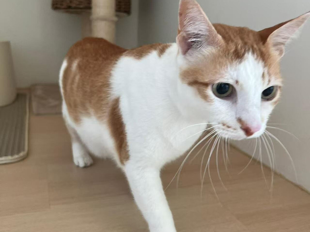 MIAO Hotel Kucing