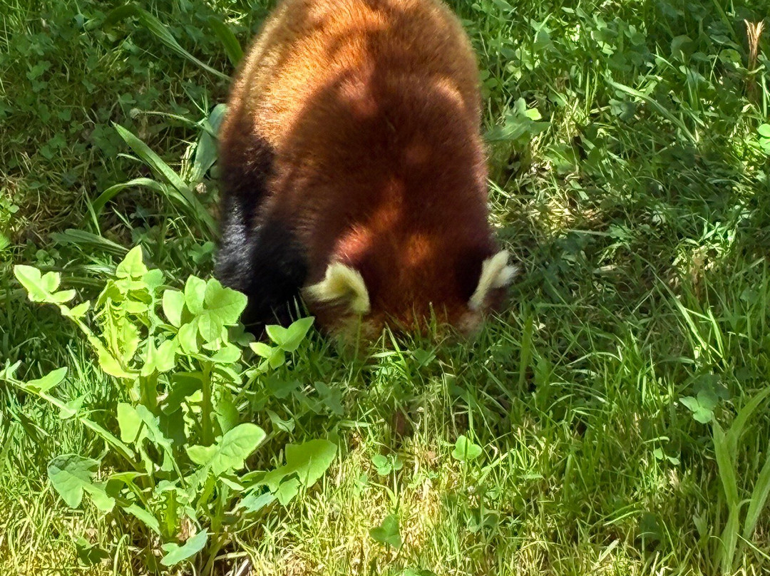 Newquay Zoo-纽奎必去景点