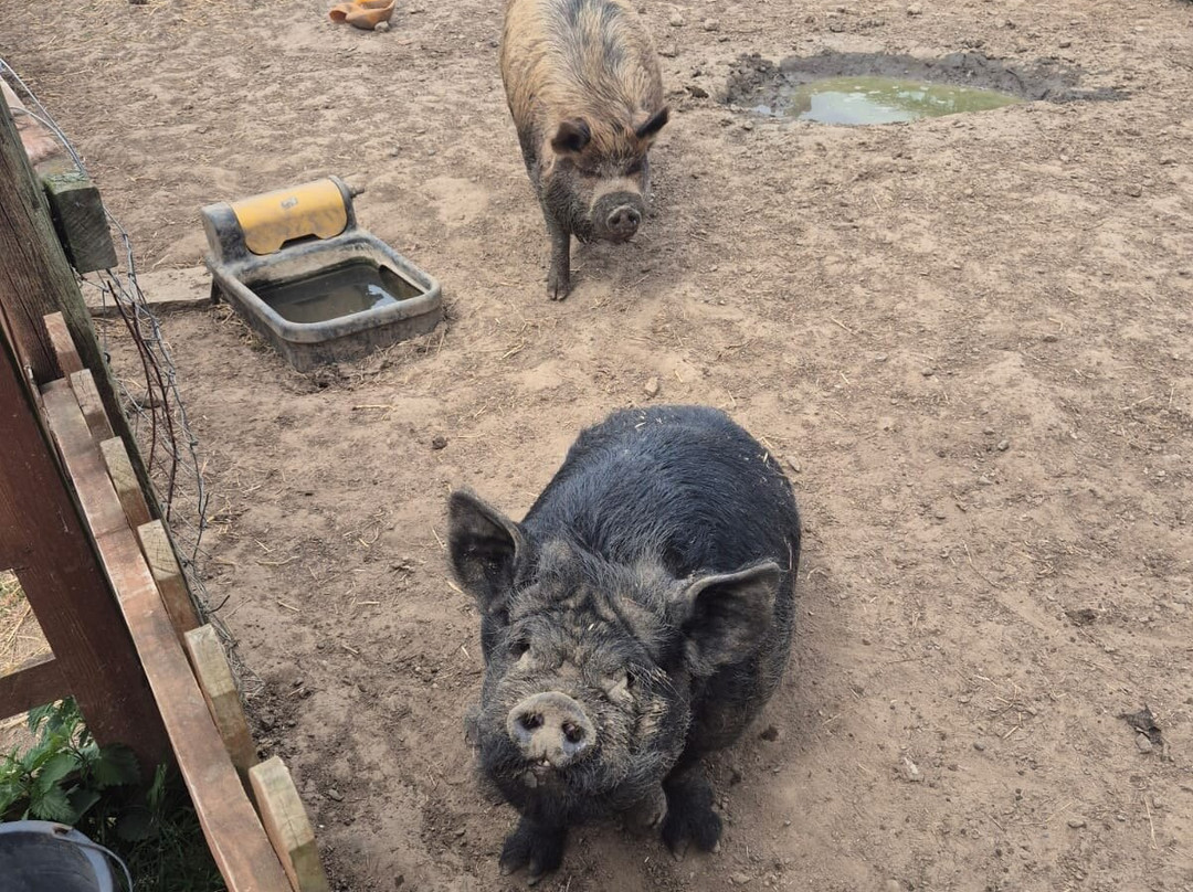 Tiny Steps Petting Farm-Bourne必去景点