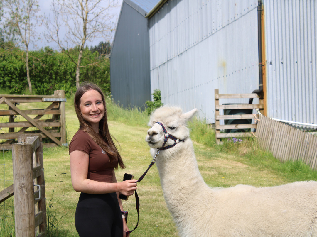 Beirhope Alpacas-Hownam必去景点