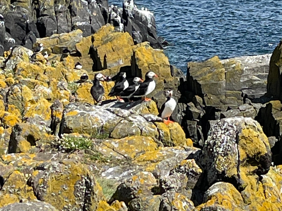 Anstruther Pleasure Cruises-Boat Day Tours-Anstruther必去景点