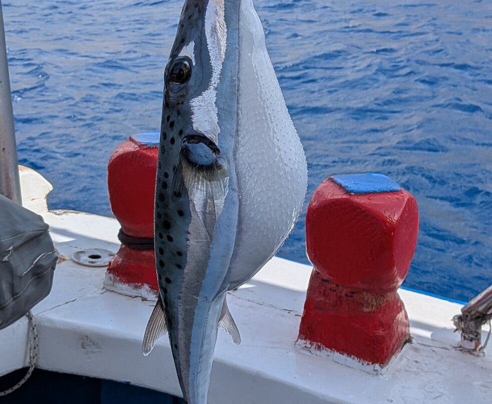 Giorgaros fishing tours Santorini-维查德必去景点