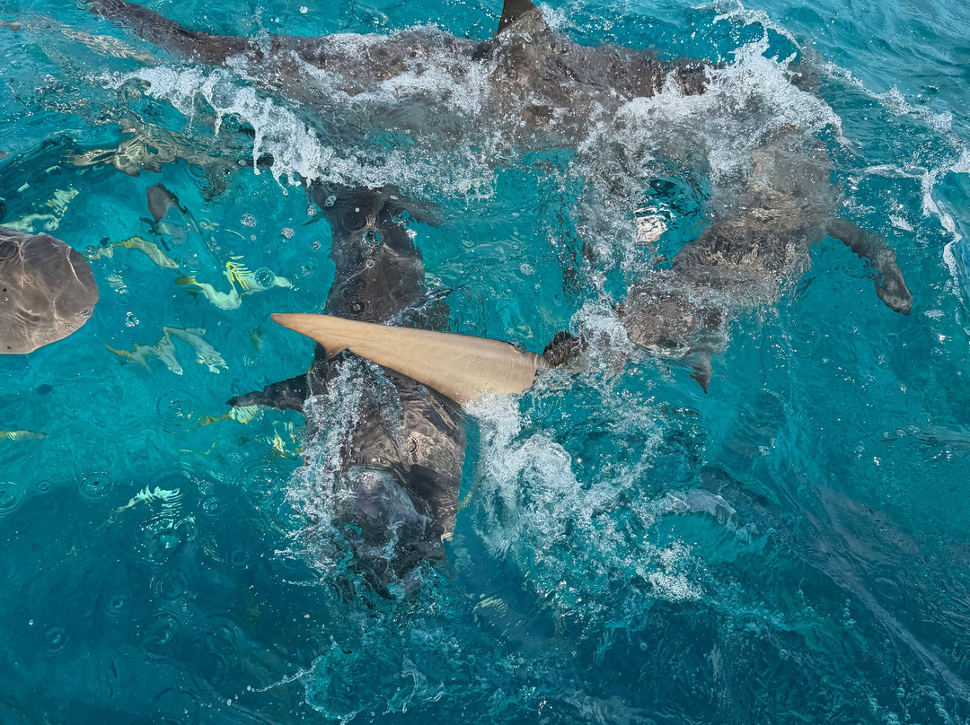 Bimini Blue Adventures-Bailey Town必去景点