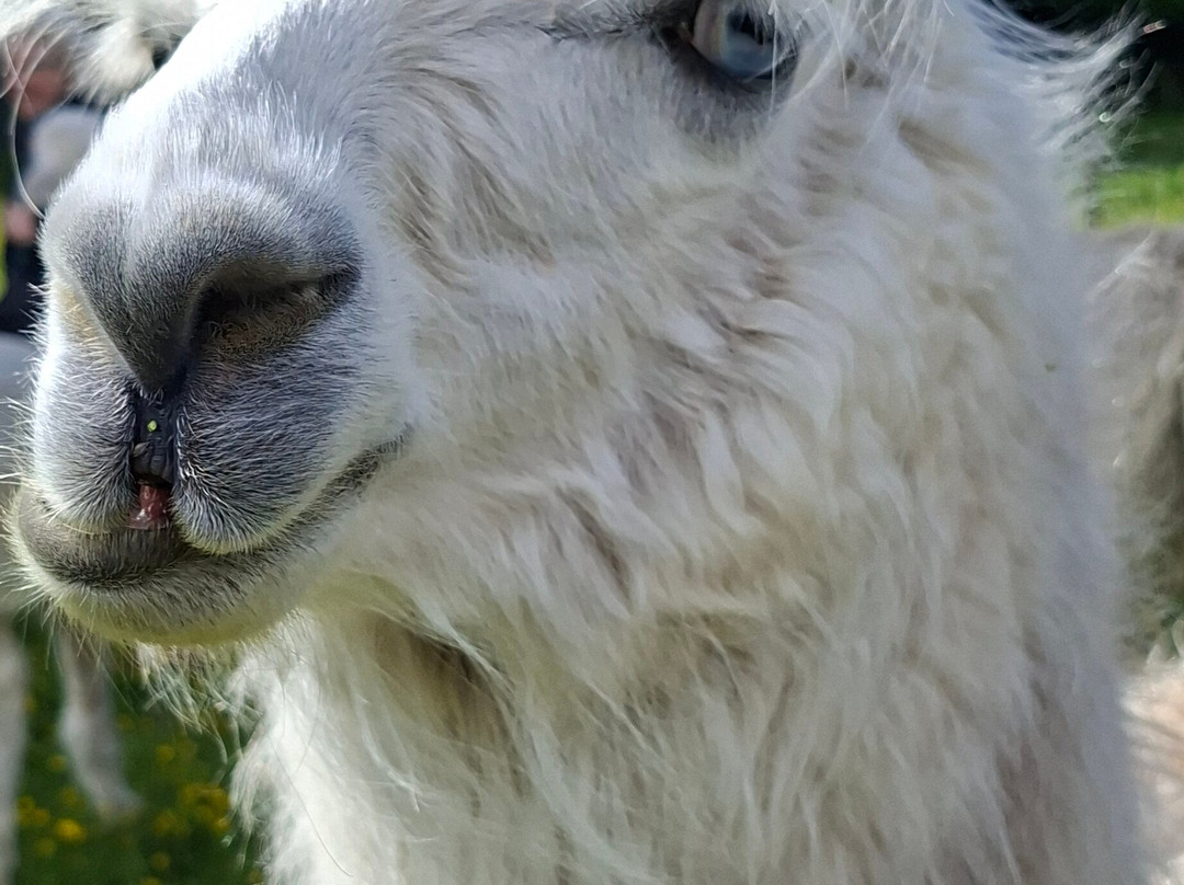 Bardsea Alpacas And Llamas-Bardsea必去景点