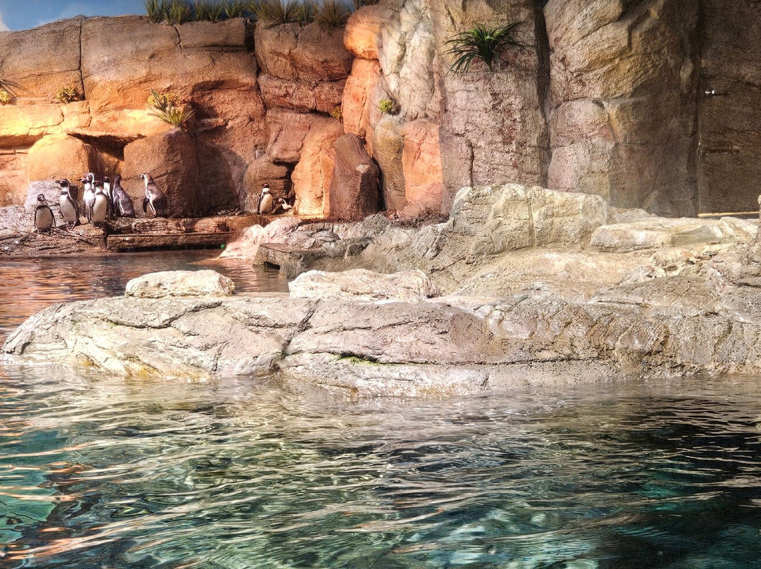 Mote Marine Laboratory & Aquarium-萨拉索塔必去景点
