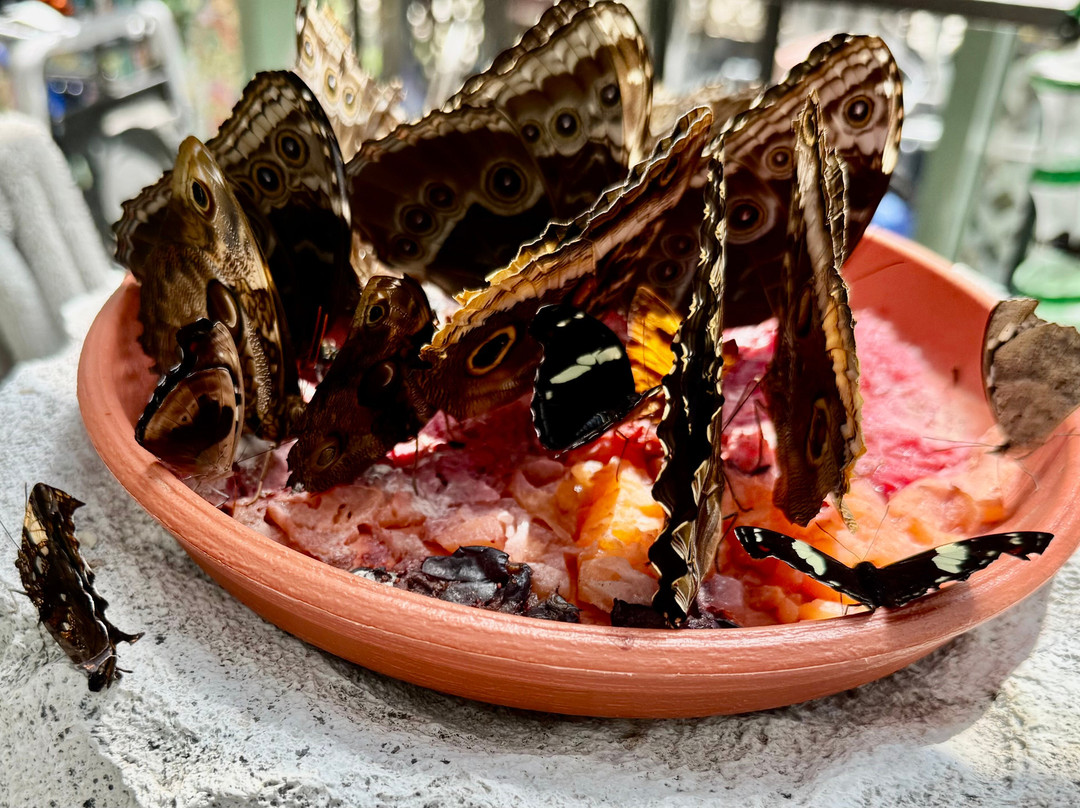 Wings of Mackinac Butterfly Conservatory-麦其诺岛必去景点