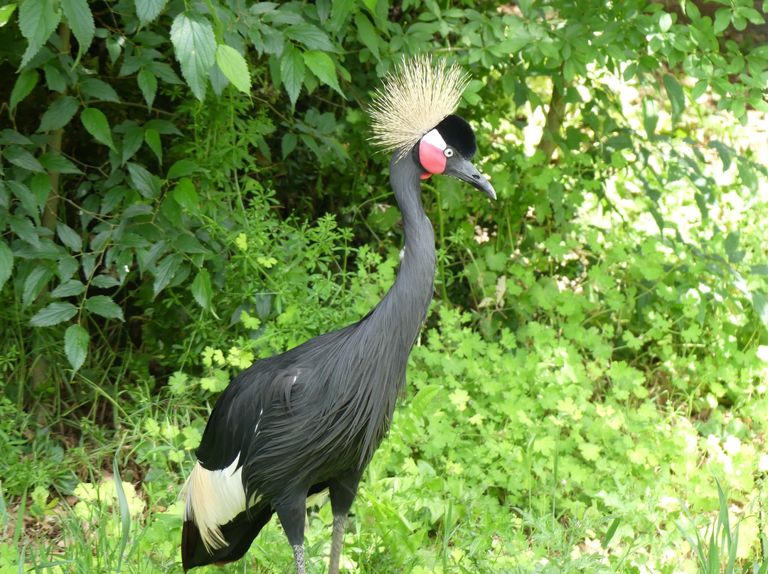 Zoo d'Upie Le Jardin Aux Oiseaux-Upie必去景点