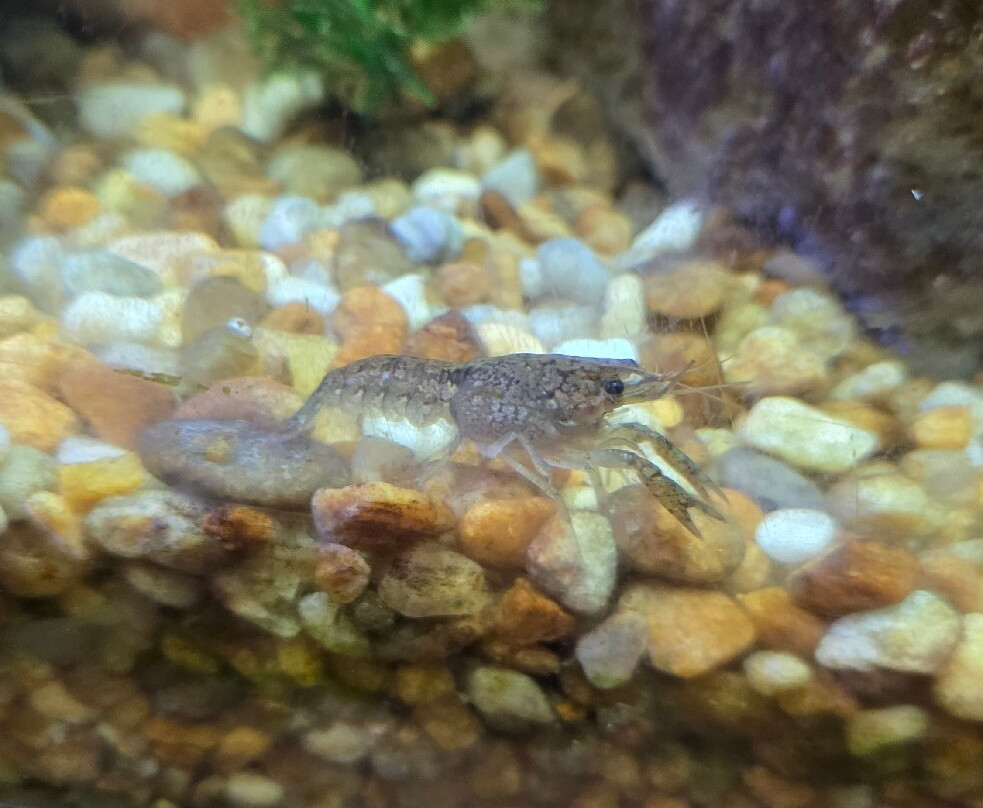 Flint RiverQuarium-奥尔巴尼必去景点