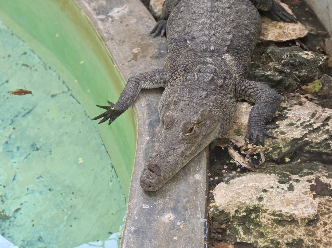Croco Cun Zoo-从莫雷洛斯港必去景点