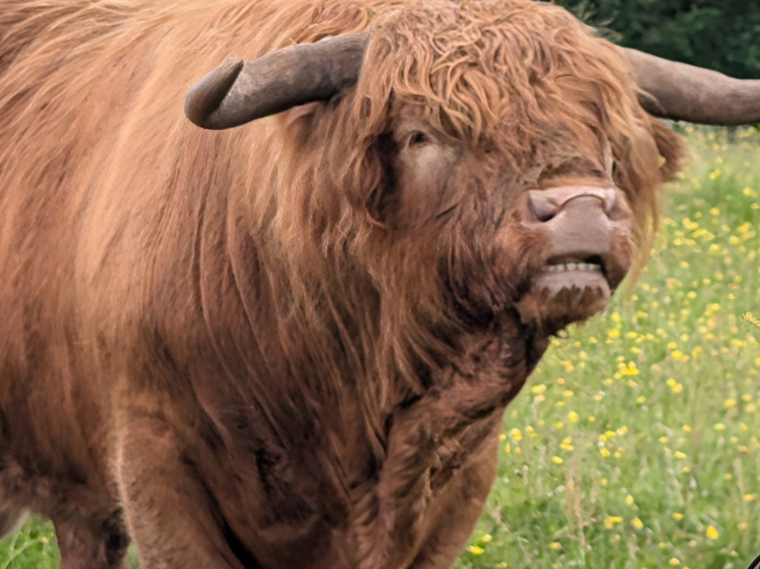 Nether Glenny Farm - Coos and Views-斯特灵必去景点