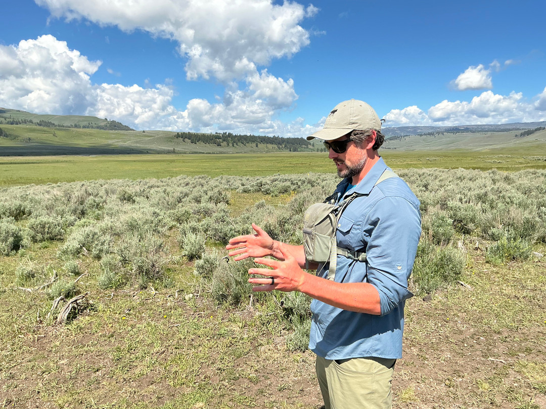 Yellowstone Wolf Tracker-加德纳必去景点